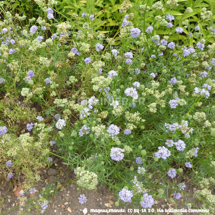 Gilia bleue, Bluehead Gilia, Gilia capitata image